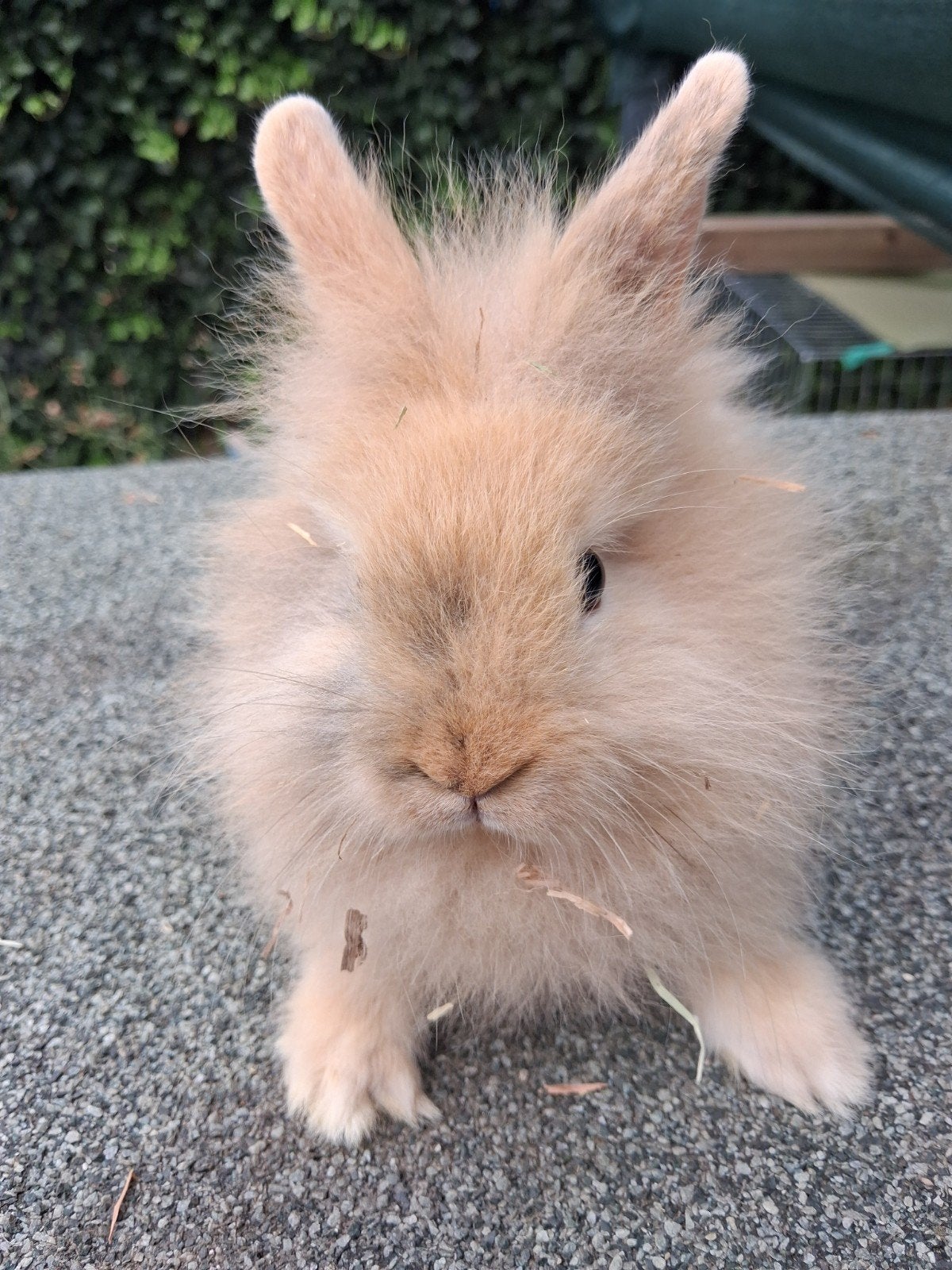 Leeuwenkop x Teddy widder, Dieren en Toebehoren, Konijnen, Mannelijk, Dwerg