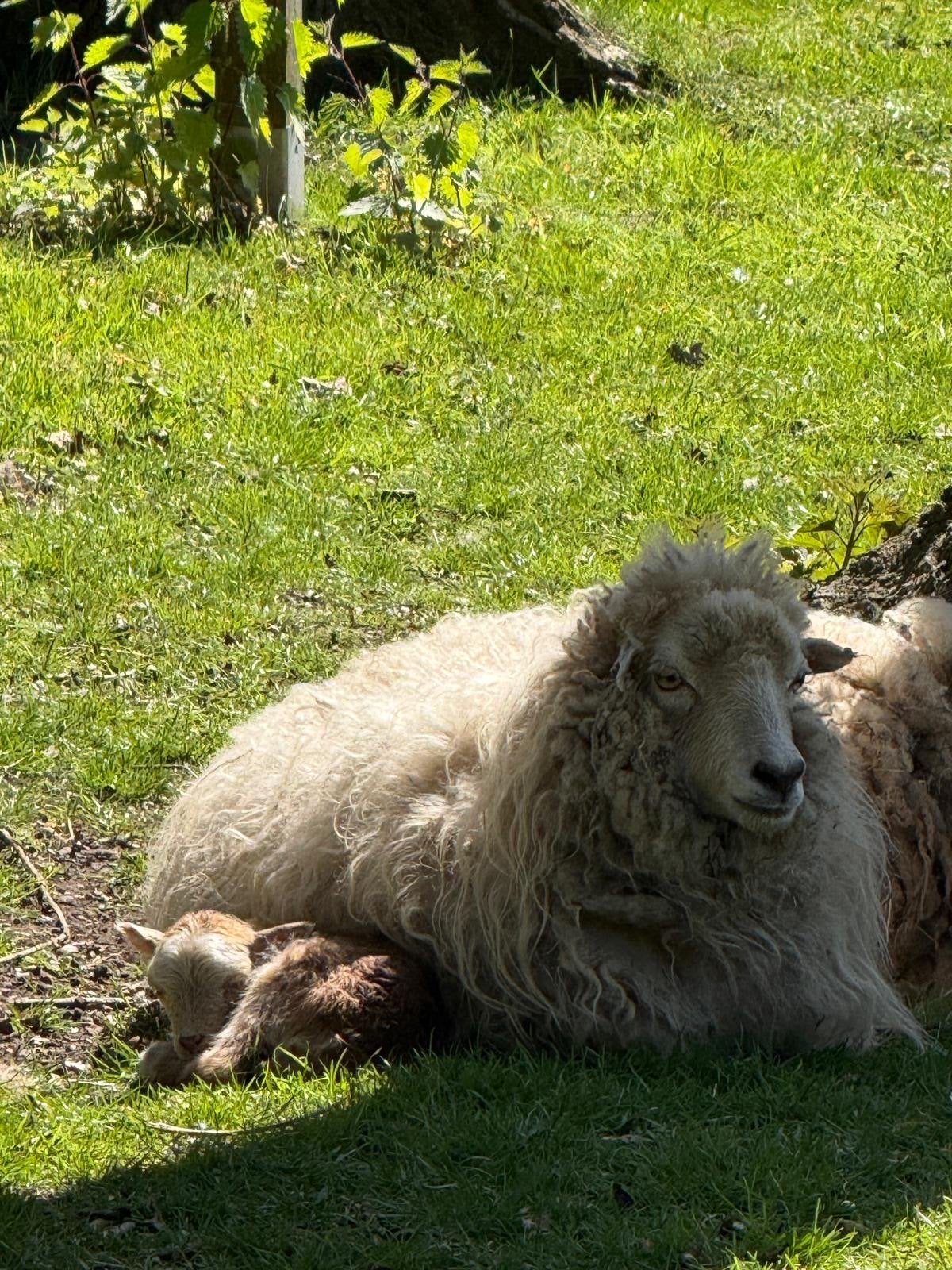 Quissant schaap, ooi, Vrouwelijk, Schaap, 0 tot 2 jaar