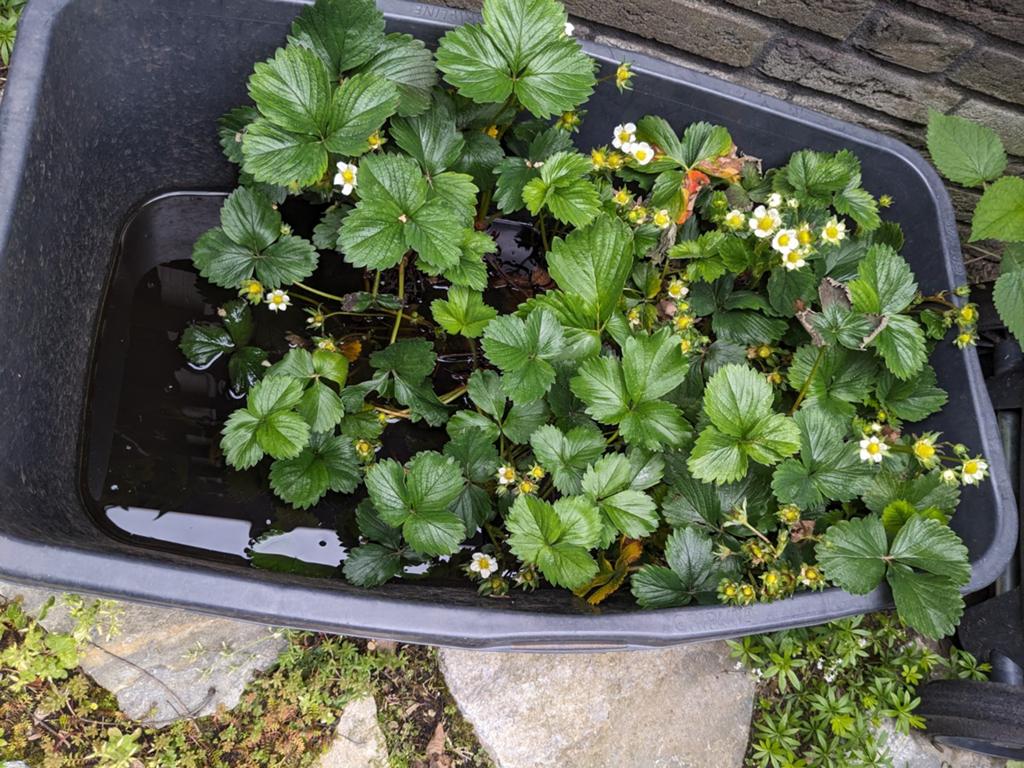 Aardbeien stekjes (zonder pot), Tuin en Terras, Ophalen, Volle zon