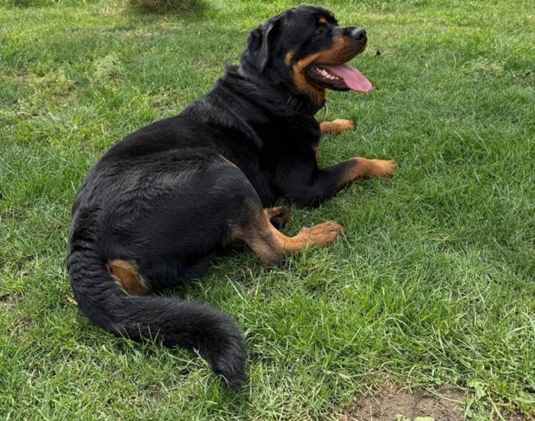 Rottweiler Reu 2 jaar, Dieren en Toebehoren, Reu, 1 tot 2 jaar, Eén hond, Nederland