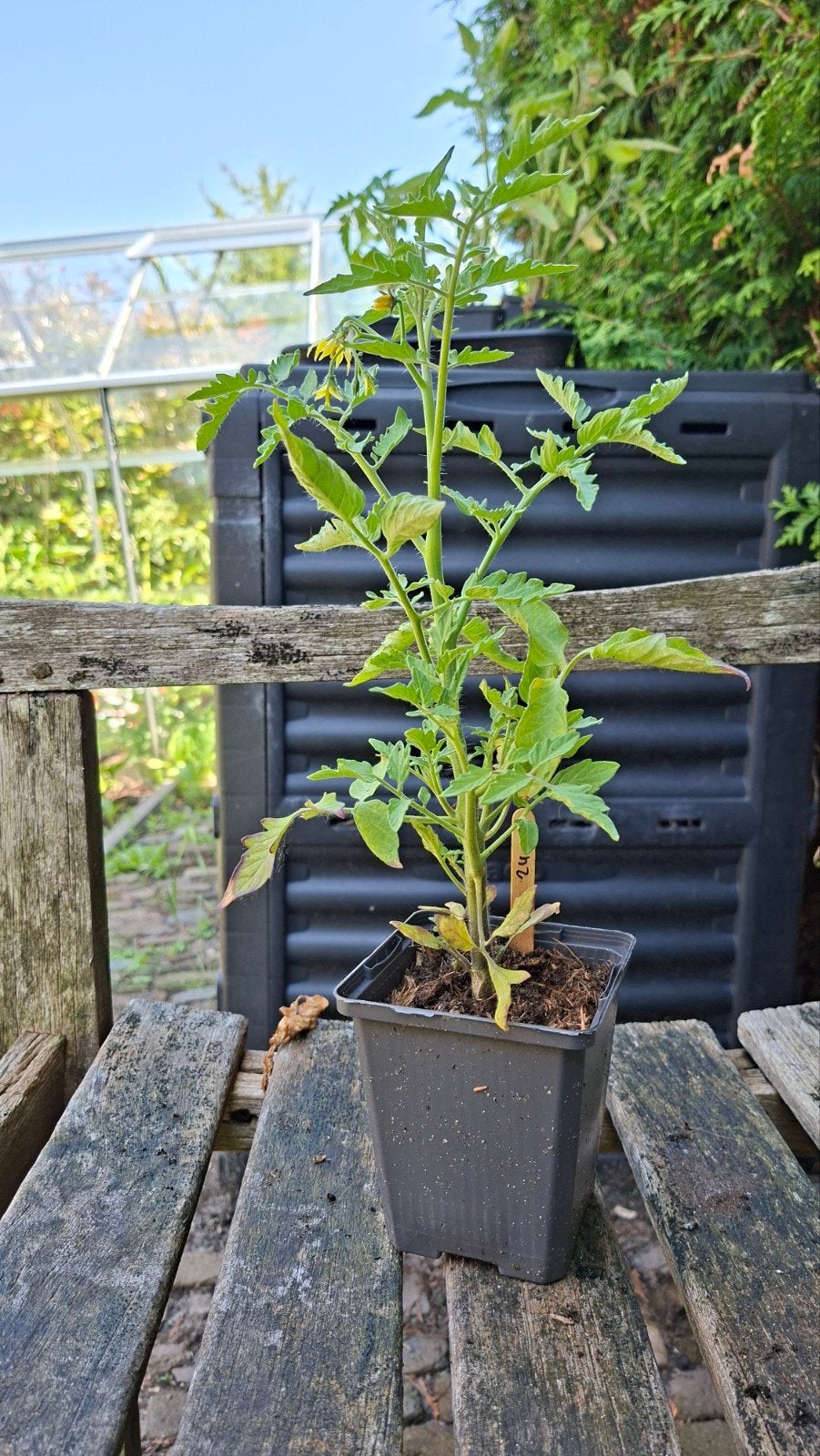 Tomatenplant Pink Bumblebee (Heirloom), Tuin en Terras, Planten | Tuinplanten, Ophalen, Overige soorten, Volle zon