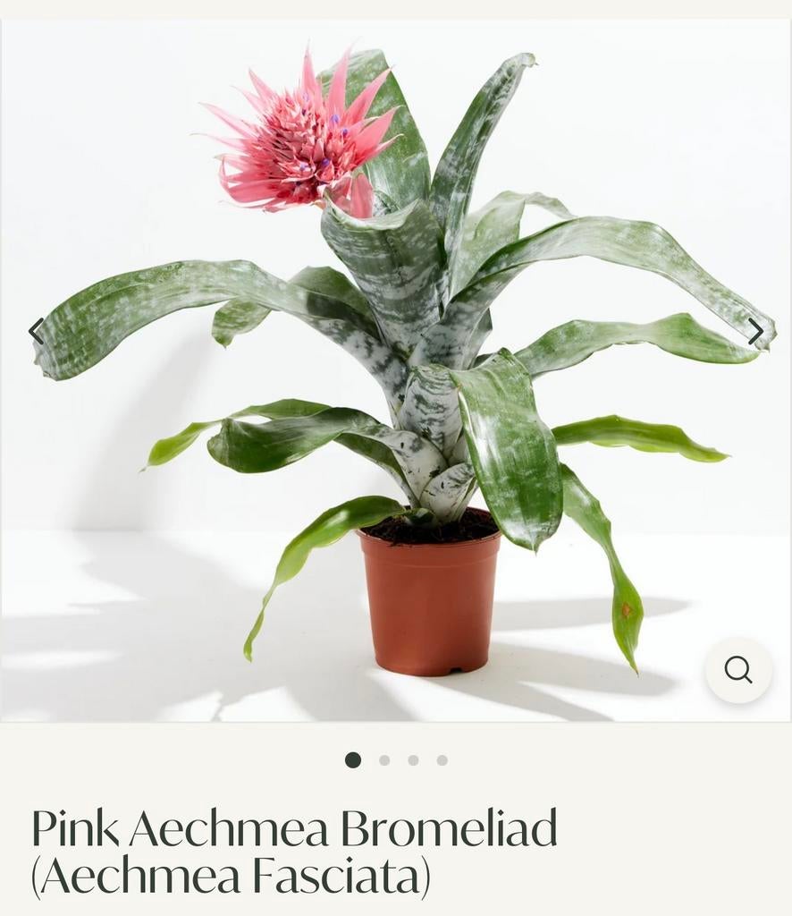 Kamerplant Aechmea Fasciata - Bromelia met roze bloem, Huis en Inrichting, Kamerplanten, Ophalen, Overige soorten, Halfschaduw