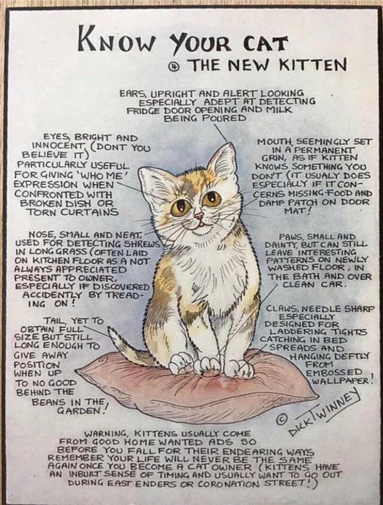 Know your cat - The new kitten - Dick Twinney - ZGAN, Ophalen of Verzenden, Zo goed als nieuw, 20 cm, 15 cm