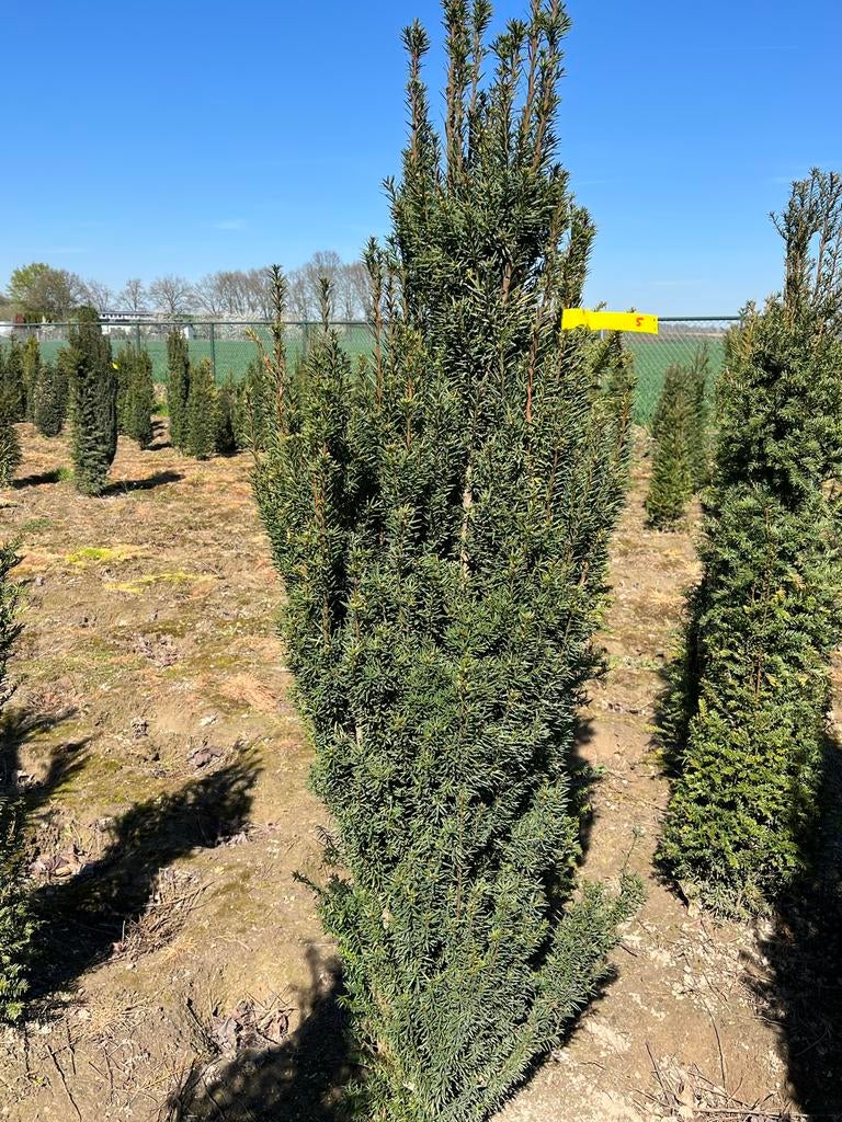 Taxus fastigiata robusta - Zuilvormige Venijnboom, Tuin en Terras, Vaste plant, Bloeit niet, Halfschaduw, Ophalen