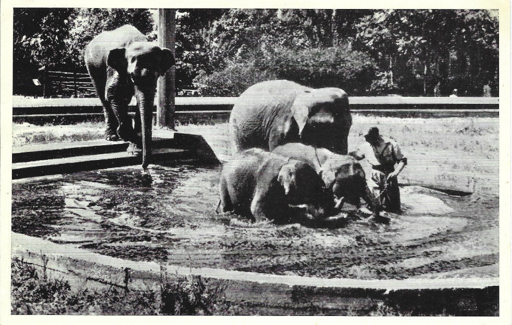 Rotterdam-Diergaarde BLIJDORP-Badende olifanten m verzorger, Ophalen of Verzenden, 1960 tot 1980, Gelopen, Zuid-Holland