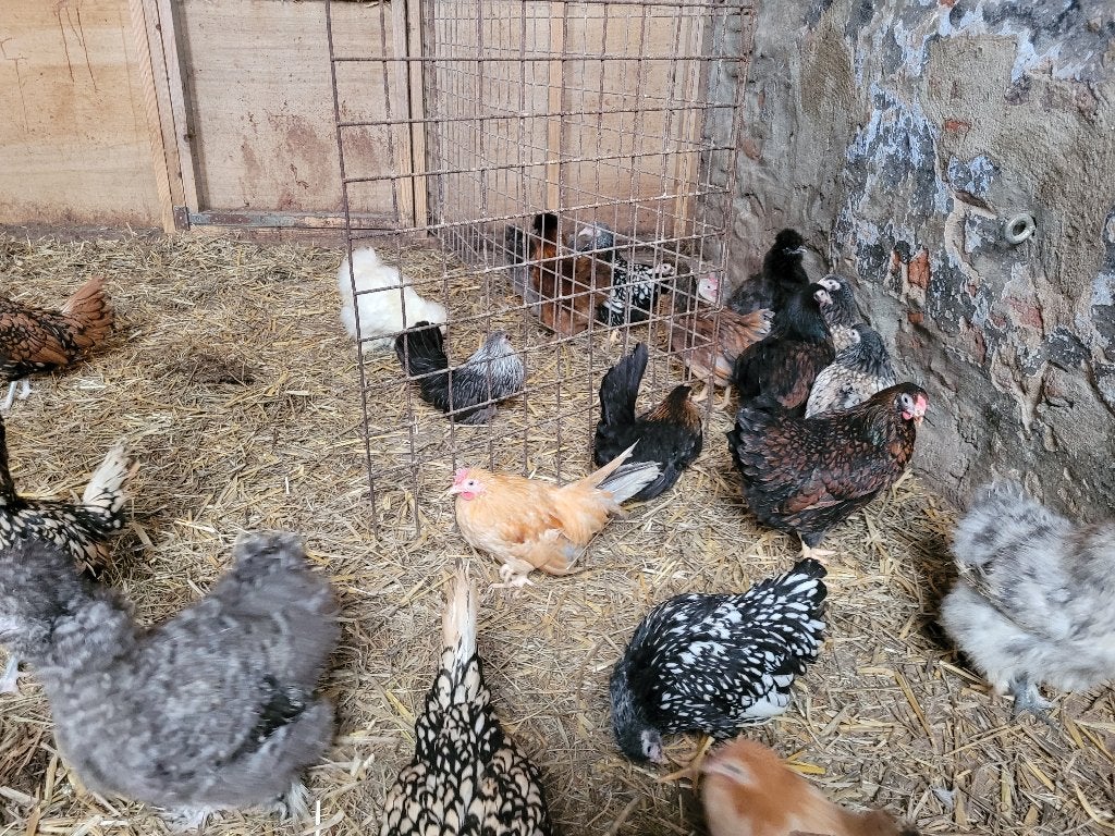 Krielkippen te koop Cochin, Wyandotte, Zijdehoen, Dieren en Toebehoren, Pluimvee, Vrouwelijk, Kip
