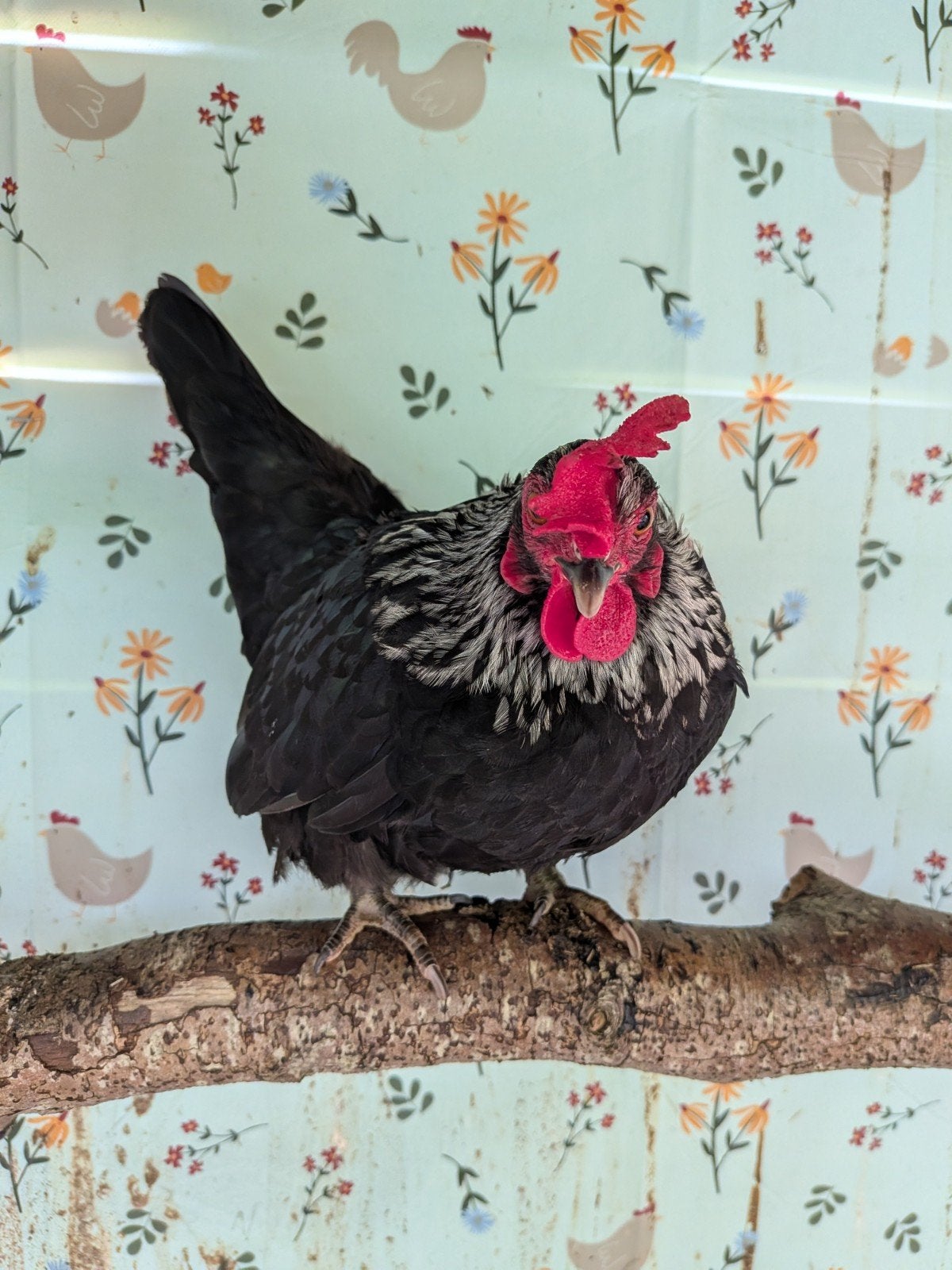 2 leuke chabo/serama hennen, Dieren en Toebehoren, Pluimvee