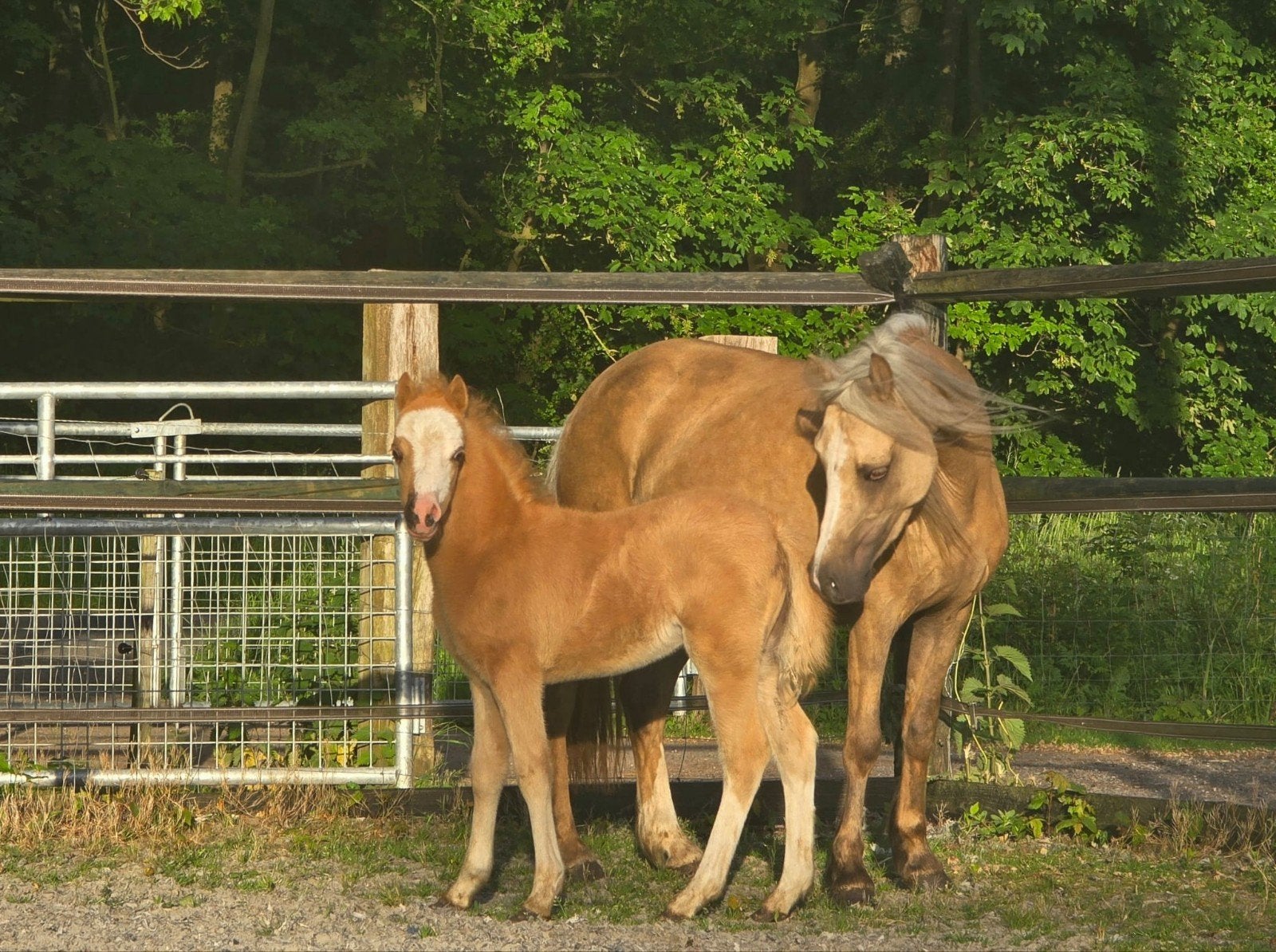 Mooie Welsh merrie en hengstveulen, Merrie, A pony (tot 1.17m), 0 tot 2 jaar