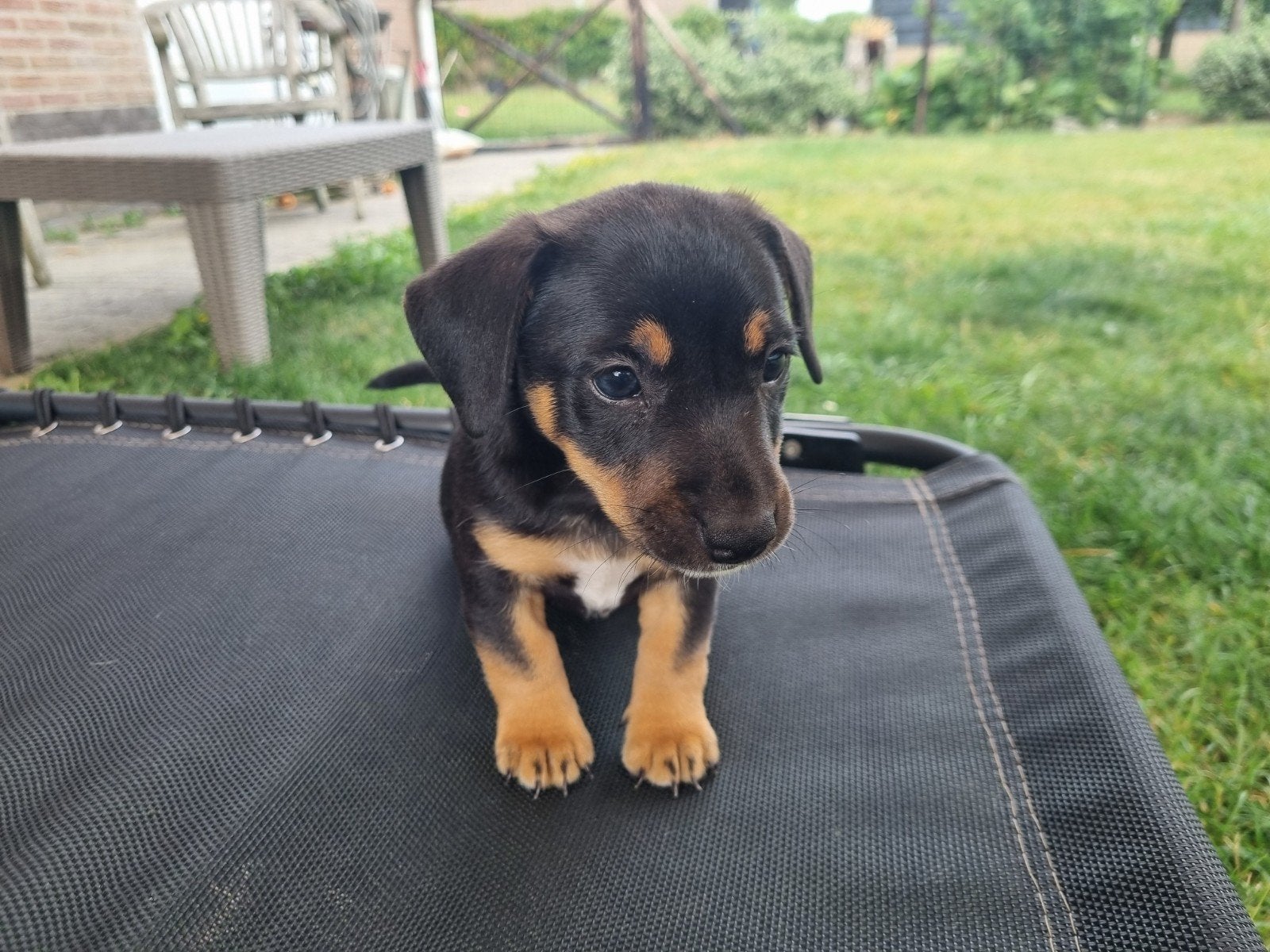 Jack Russell puppies. nog 2 black and tan beschikbaar, Standaard, Parvo, 8 tot 15 weken, Korthaar