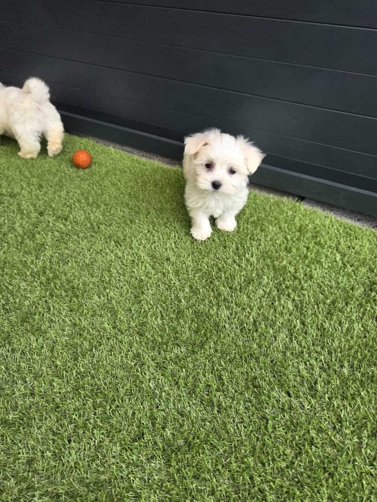 Hele leuke Maltezer / Malthezer pups te koop, Dieren en Toebehoren, Maltezer, Nederland, CDV (hondenziekte), 8 tot 15 weken