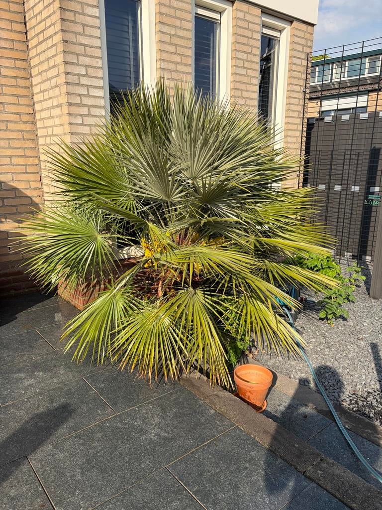 Europeese dwergpalm, Tuin en Terras, Planten | Bomen, Ophalen, Overige soorten