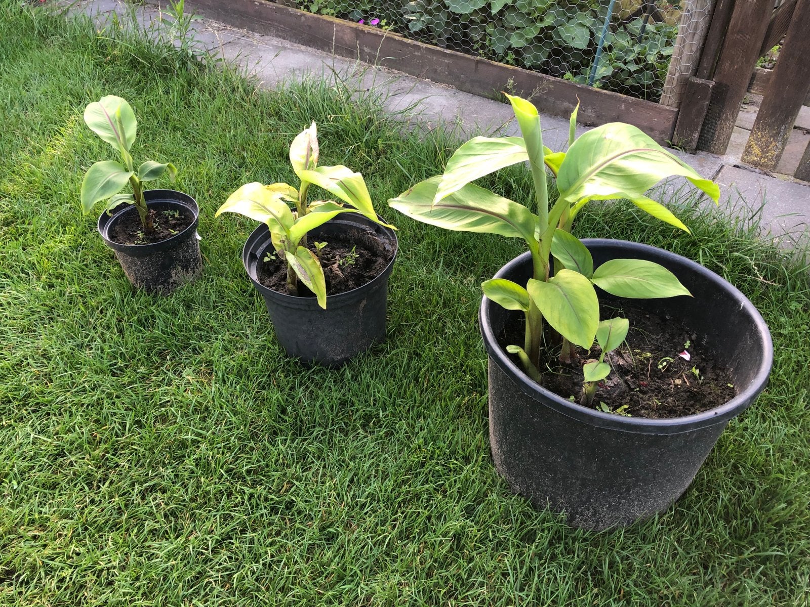 Bananenplanten (Musa Basjoo) - Diverse maten, Volle zon, Vaste plant, Bloeit niet, Ophalen