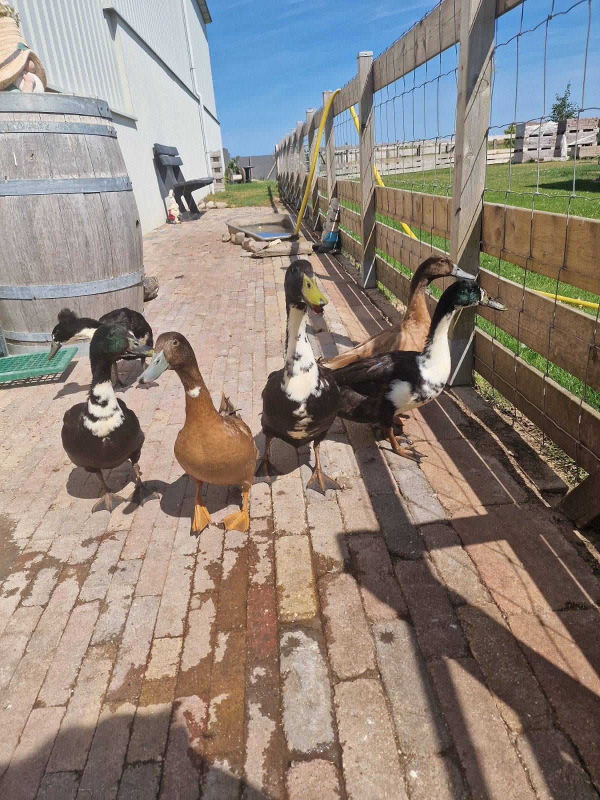 3 loopeend woerden, eendjes, loopeenden, eenden, Dieren en Toebehoren, Mannelijk, Eend