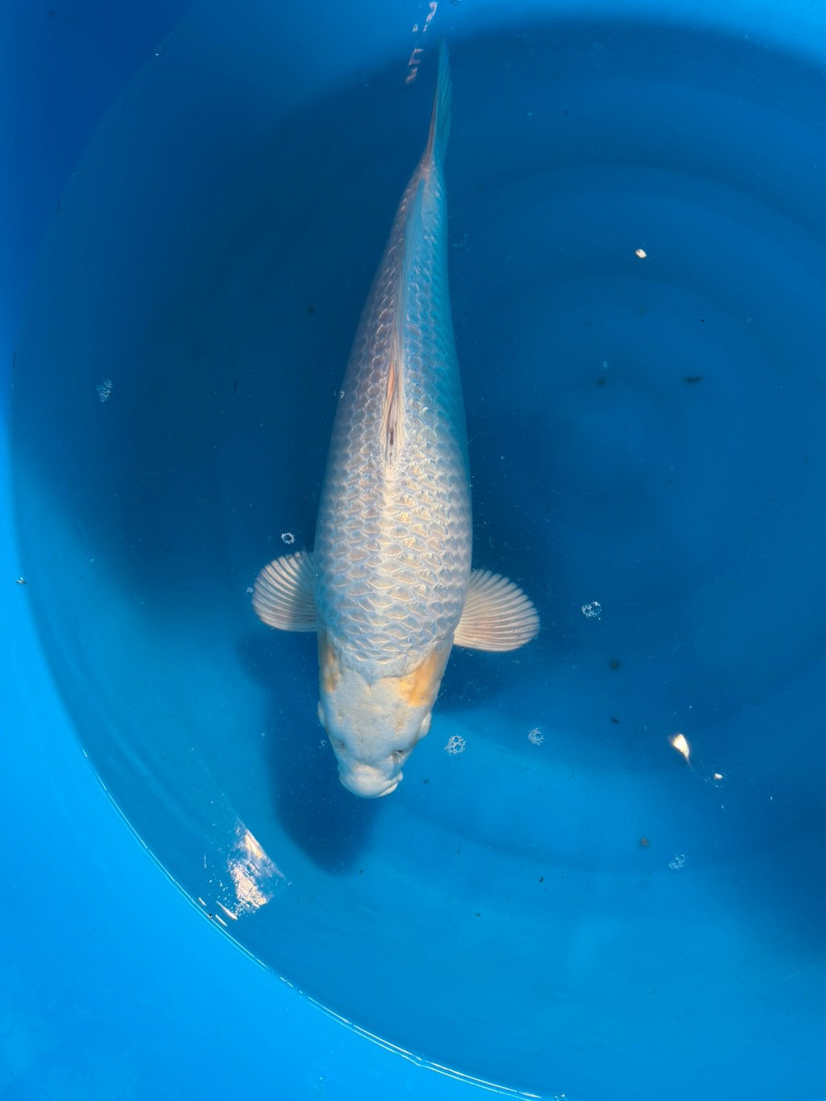 Gin-Rin Mukashi, Dieren en Toebehoren, Karper of Koi