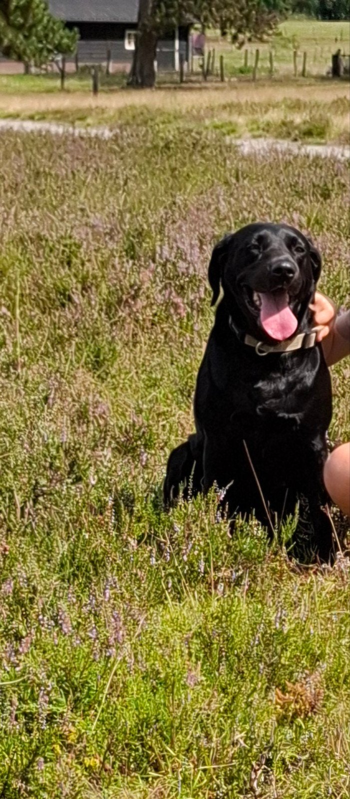 Labrador 6 jaar, Teef, Labrador retriever, Parvo, Eén hond
