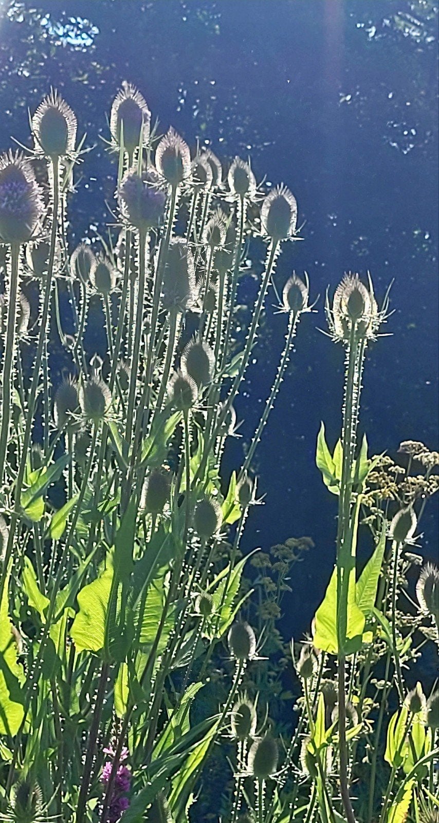 Kaardebol, Tuin en Terras, Ophalen, Volle zon
