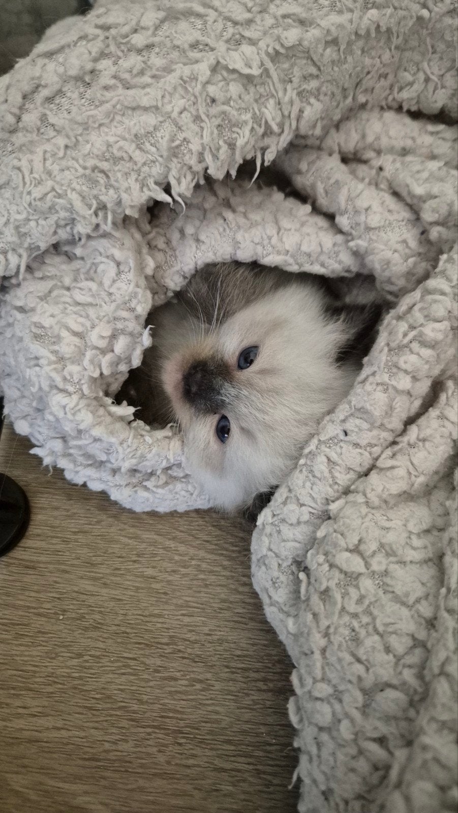 Ragdoll kittens zoeken een fijn huisje, Kater, Gechipt, 0 tot 2 jaar