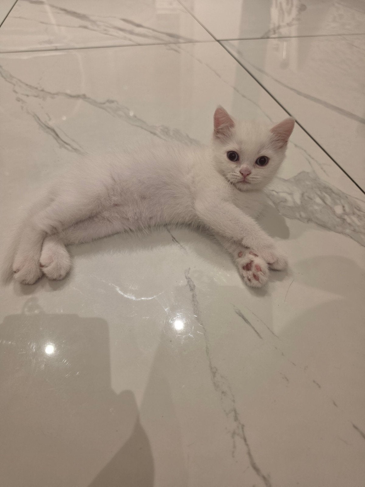 100% Britse korthaar kittens BLAUWE OGEN 8weken direct mee, Kater, Ontwormd