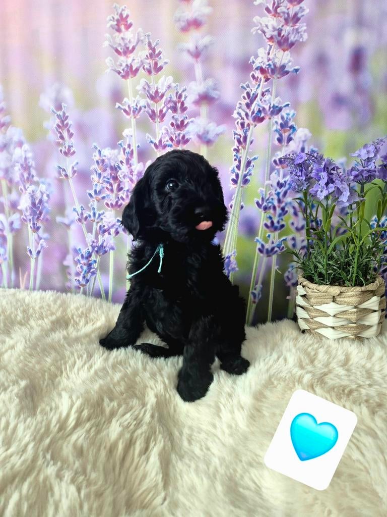 Prachtige medium labradoodle reutjes 7 week oud, Dieren en Toebehoren, Parvo, Overige rassen, 8 tot 15 weken, Meerdere