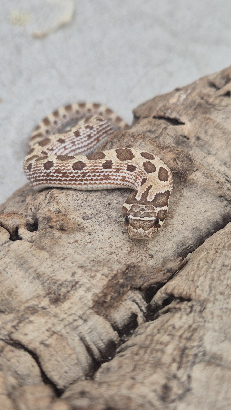 Haakneuslang 2026 het snow Hognose Snake - male for sale from De Jong