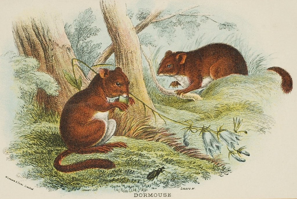 Dormouse - Hazelmuis (1896) Antieke illustratie, Verzenden, Voor 1940, Zo goed als nieuw, Dier