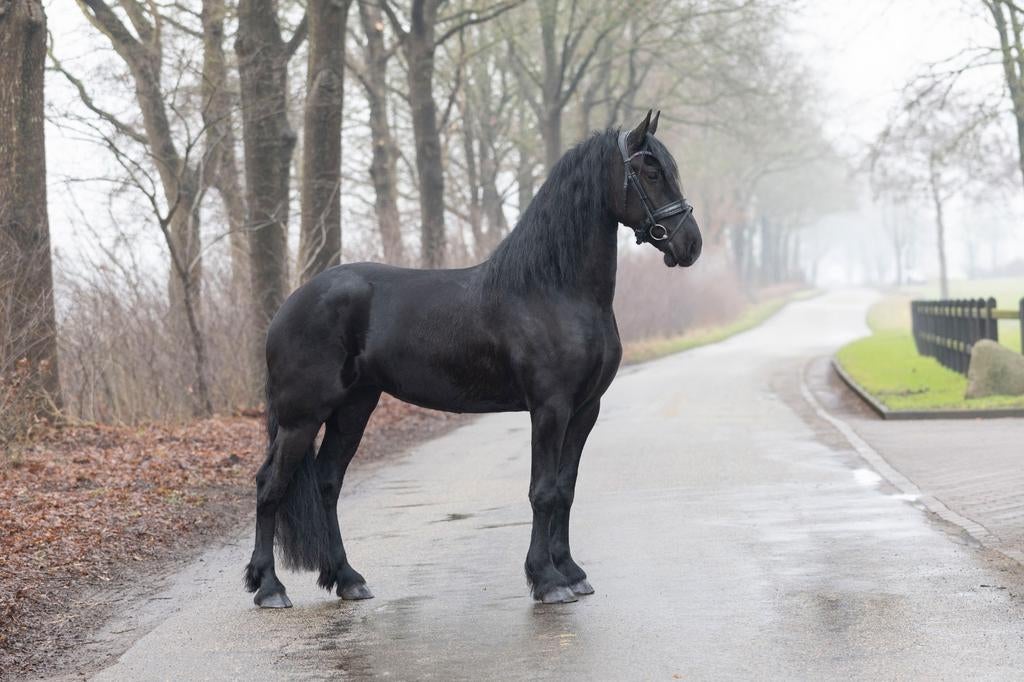 Wencke  - Ulbran x Haike - 2023 - merrie - 1.63, Merrie, Met stamboom, 3 tot 6 jaar, 160 tot 165 cm
