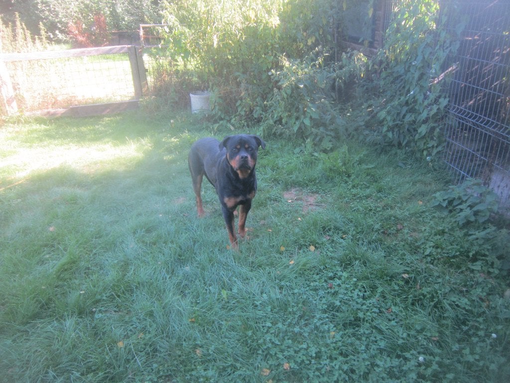 STAAT TER DEKKING DEZE PRACHTIGE ROTTWEILER ! ! !, Reu, Parvo, Eén hond, 3 tot 5 jaar