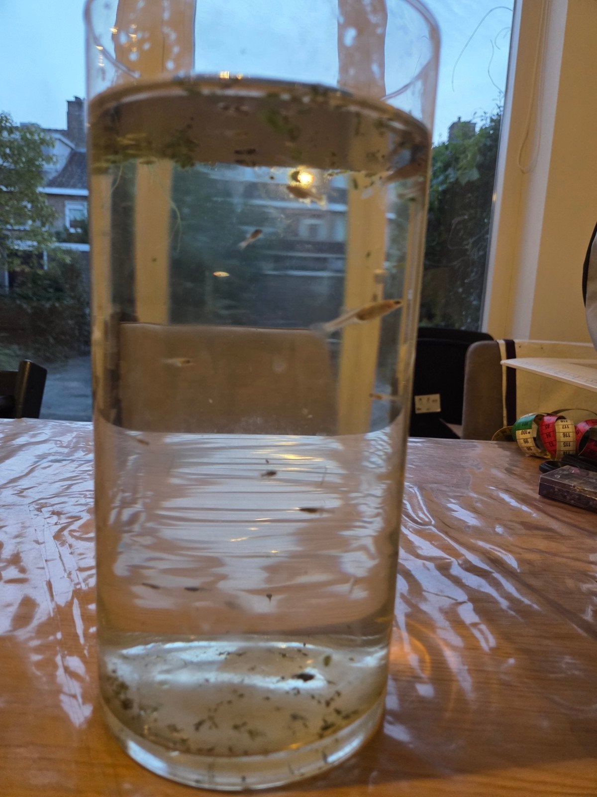 guppen gratis af te halen, Dieren en Toebehoren, Vis, Zoetwatervis