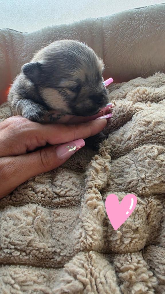 Pomeriaan pups geboren 1mei, Dieren en Toebehoren, Honden | Chihuahua's en Gezelschapshonden, Overige rassen, 8 tot 15 weken, Meerdere