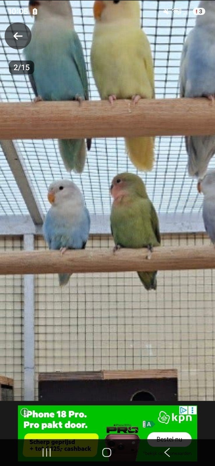 agapornis, Meerdere dieren, Dwergpapegaai of Agapornis, Geringd