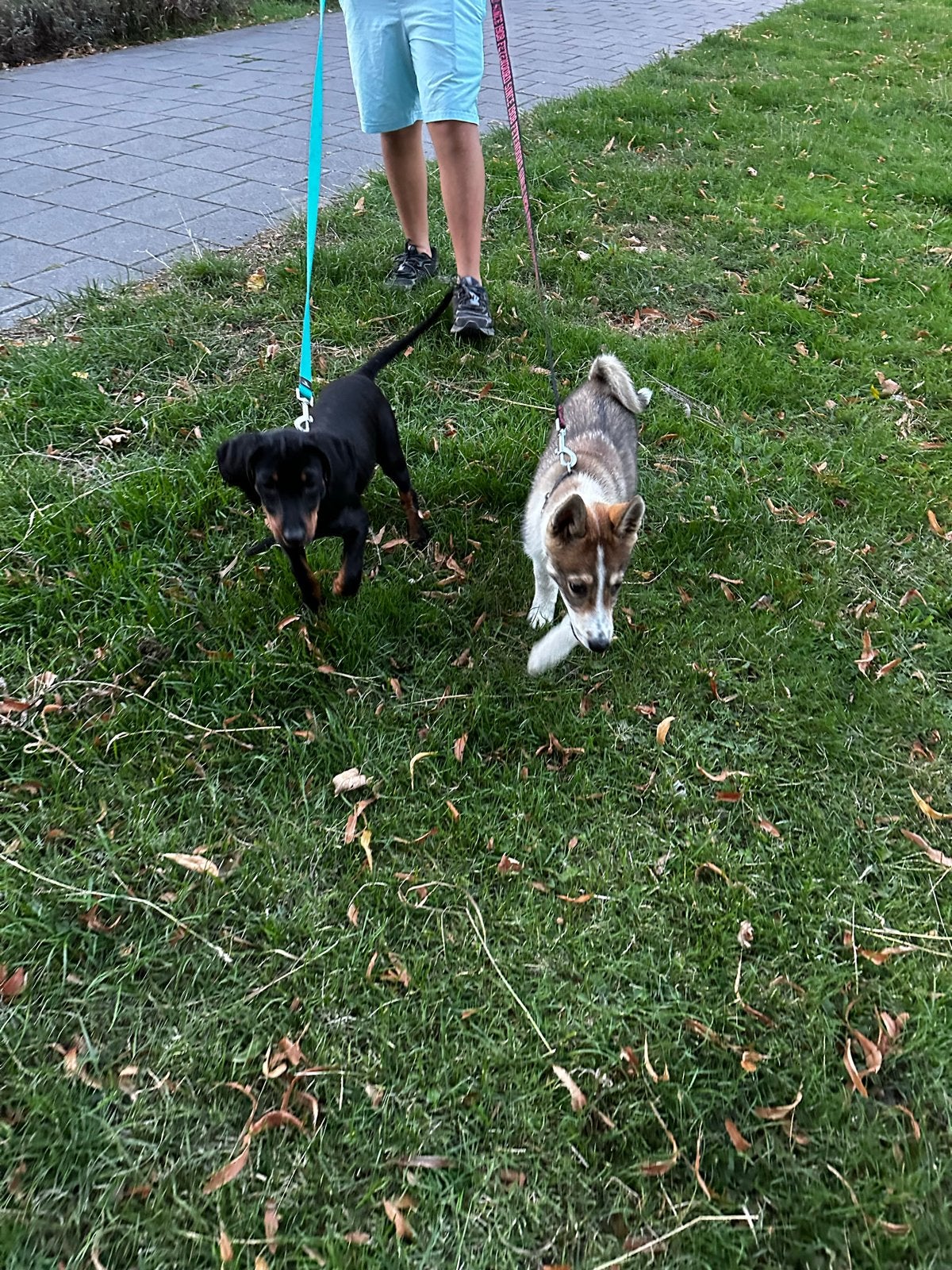 Puppy’s van drie maanden Siberische Leica Poolse jachtgrond, Fokker | Hobbymatig, Buitenland, Meerdere, Meerdere dieren