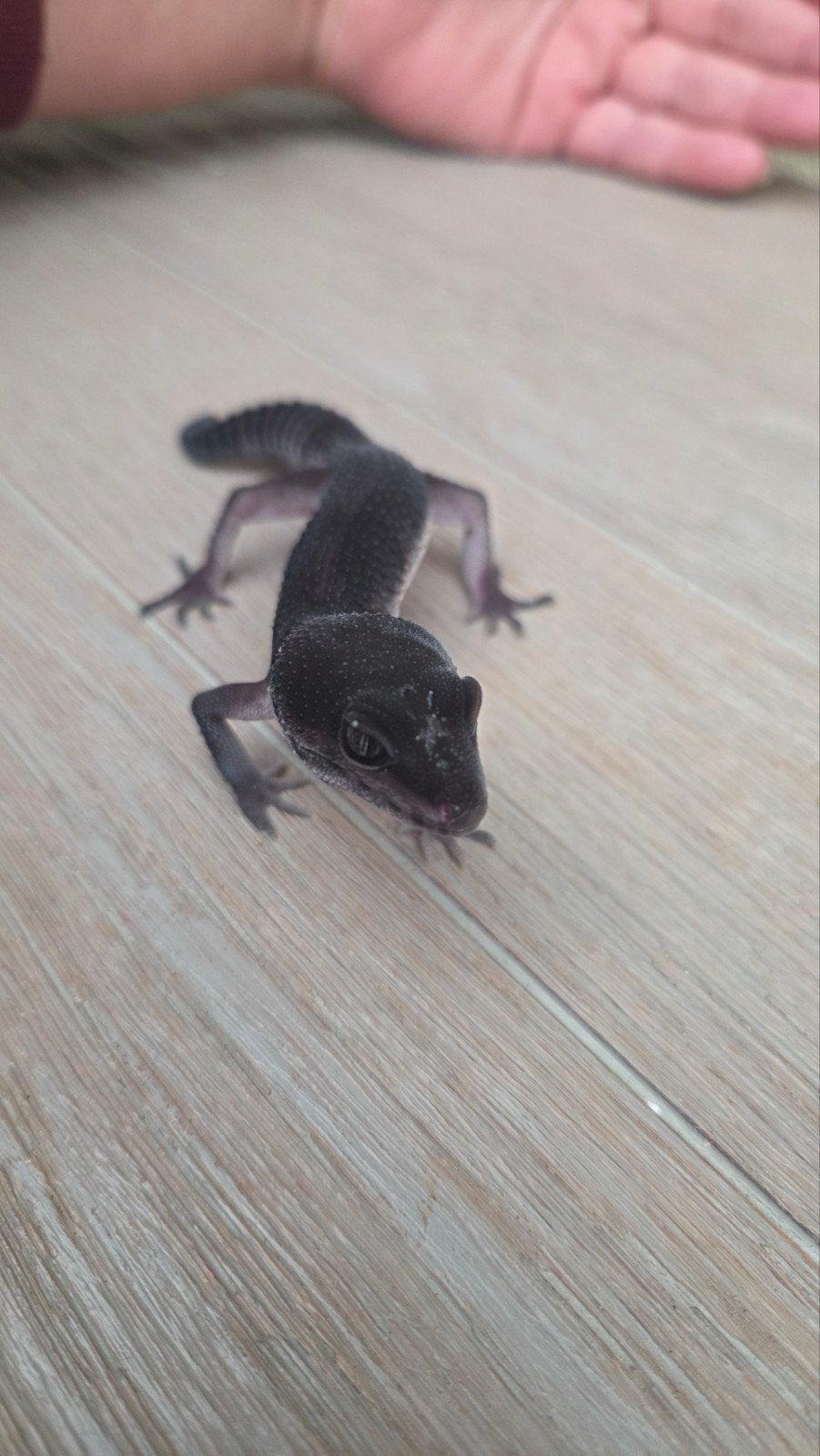 black night luipaard gekko man patroonloos Leopard Gecko photo 8