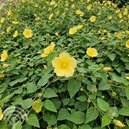 HEESTER Pavonia praemosa 'Yellow Mellow' geel zon in pot, Overige soorten, Volle zon, Vaste plant, Ophalen of Verzenden
