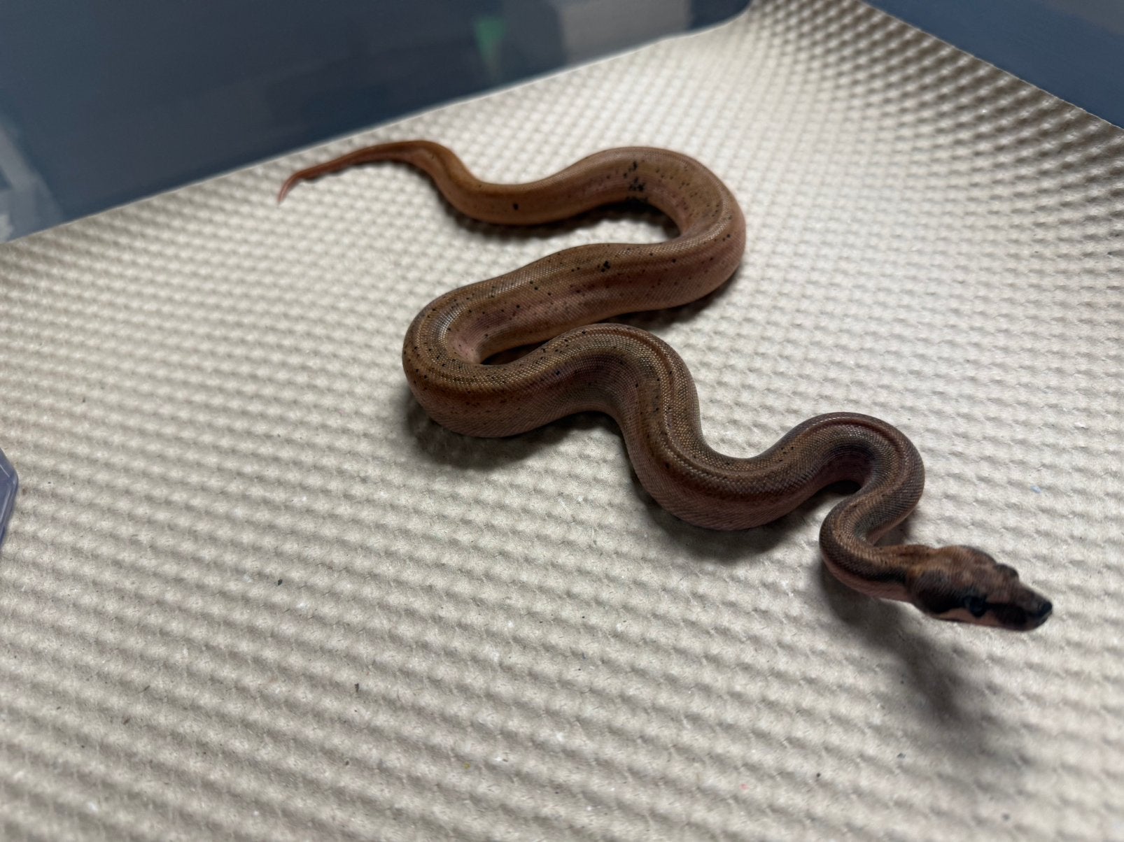 Boa constrictor.   Hypo eclipse. 0.1. Nk 2026. Boa Constrictor photo 5