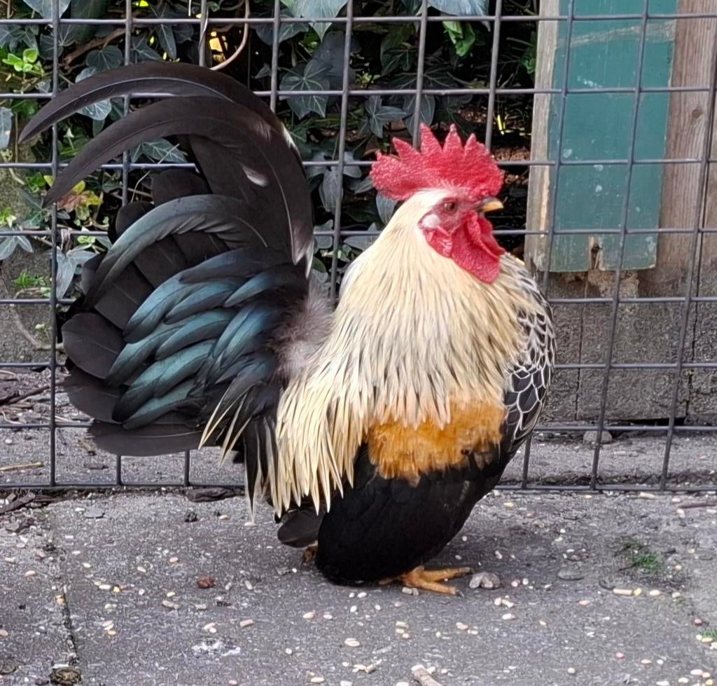 Kippenopvang zoekt goede plek voor deze prachtige minihaan!, Dieren en Toebehoren, Pluimvee, Mannelijk, Kip