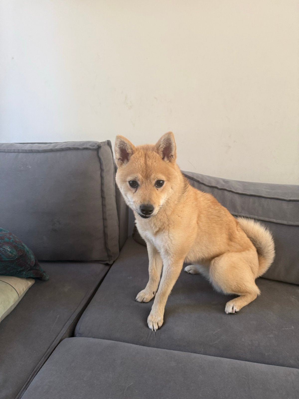 Prachtige Shiba Inu teef (10 maanden) zoekt liefdevol thuis, 15 weken tot 1 jaar, Teef, Parvo, Eén hond