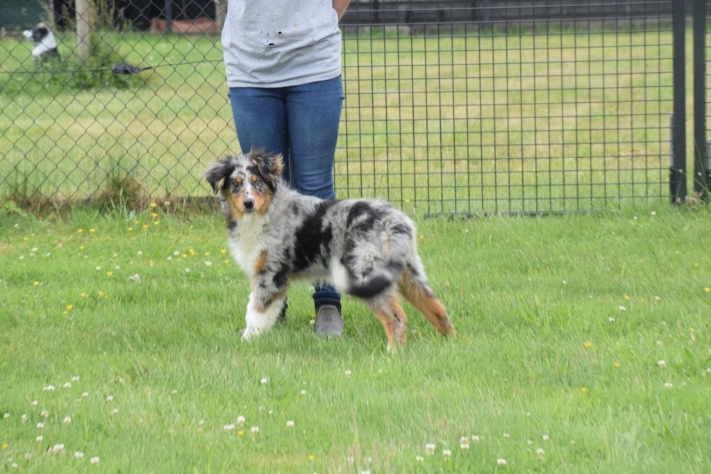 Australische herder herplaatsing pup " Baya", België, 15 weken tot 1 jaar, Reu, Eén hond