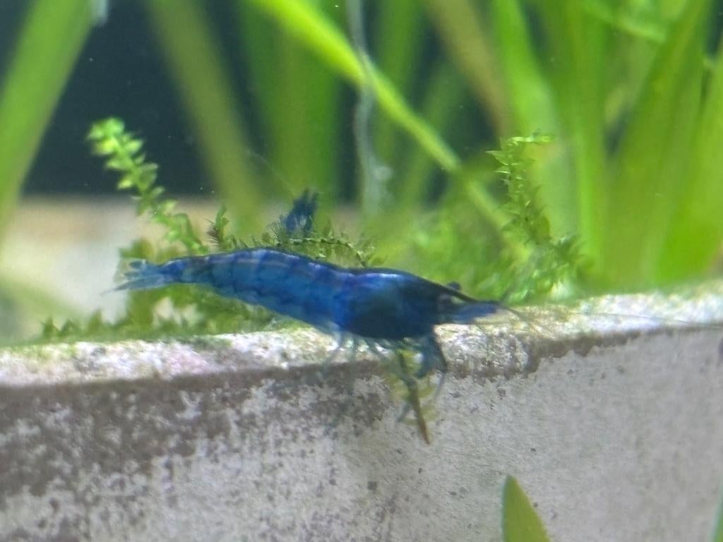 Blue dream garnalen., Dieren en Toebehoren, Vissen | Aquariumvissen, Kreeft, Krab of Garnaal