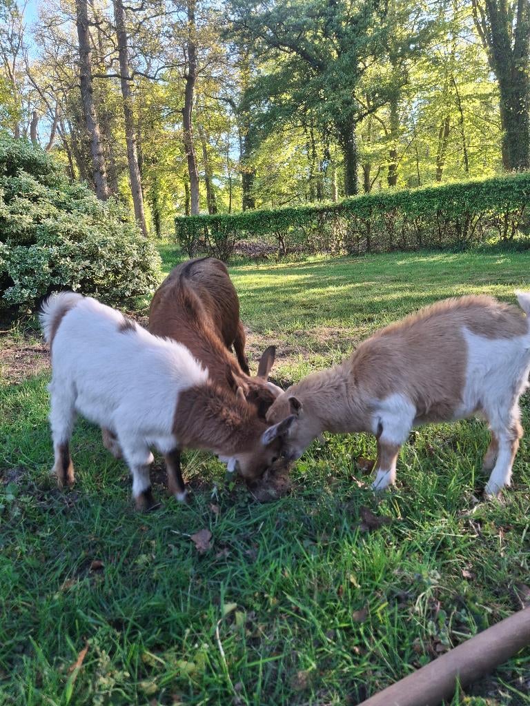 Dwerg geit bokje's, Dieren en Toebehoren, Schapen, Geiten en Varkens, Mannelijk, Geit, 0 tot 2 jaar