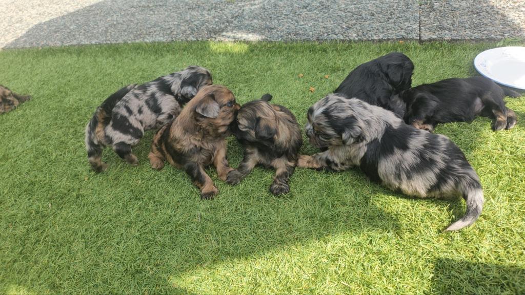 Shih Tzu Boomer x Lhasa Apso pup, Dieren en Toebehoren, 8 tot 15 weken, Meerdere, Meerdere dieren, Klein