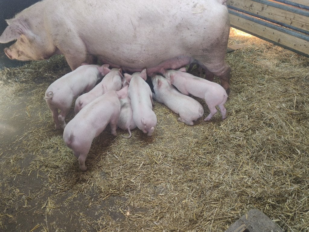 te koop biggen, Meerdere dieren, Varken, 0 tot 2 jaar