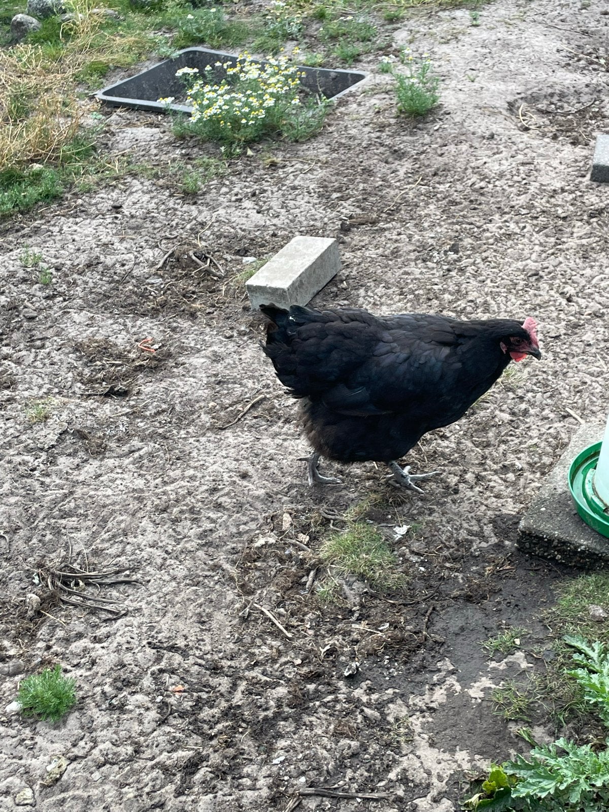 6 lieve kipjes, Vrouwelijk, Kip