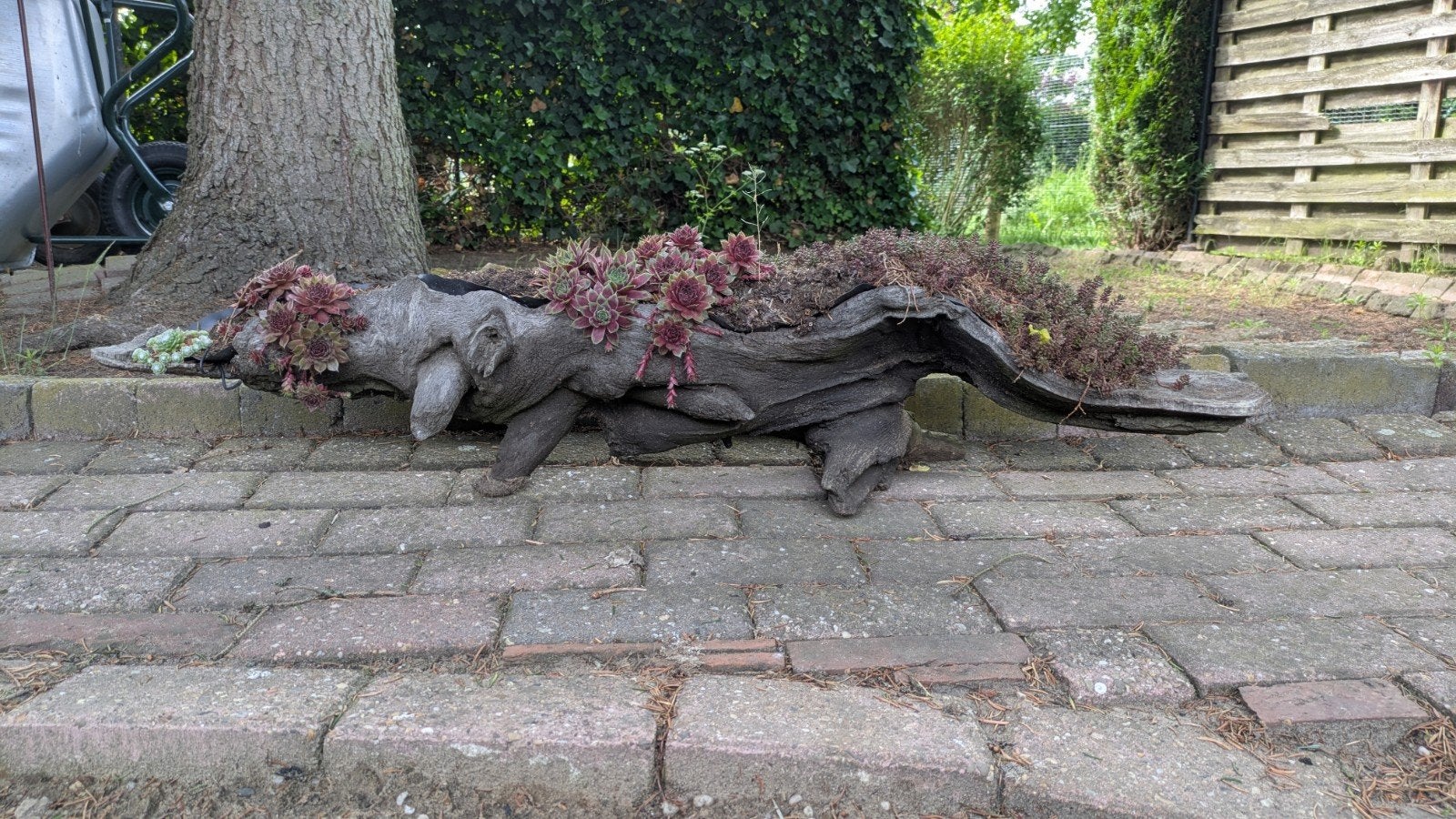 Bloembak van kienhout / drijfhout met vetplanten, Ophalen, Gebruikt, Minder dan 30 cm, Balkon