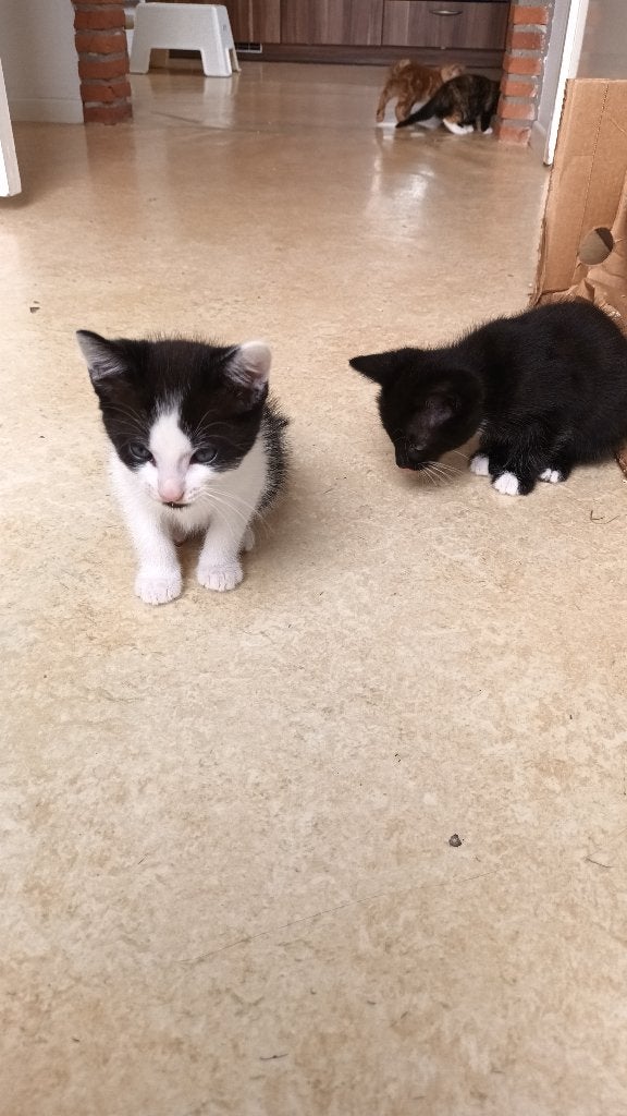 Kittens poes kater, Dieren en Toebehoren, Meerdere dieren, Kortharig, 0 tot 2 jaar