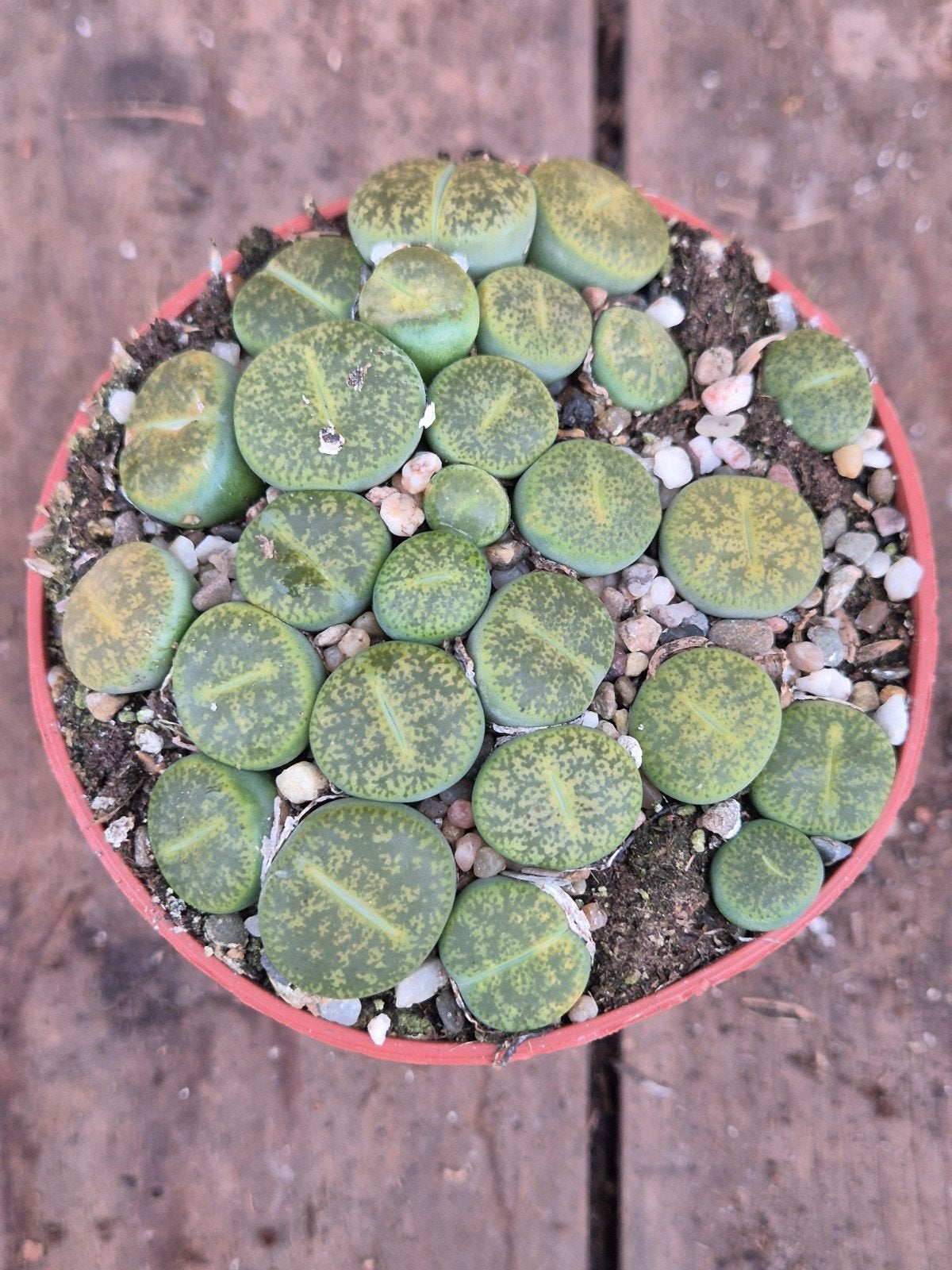 Lithops Levende stenen p8 (6)