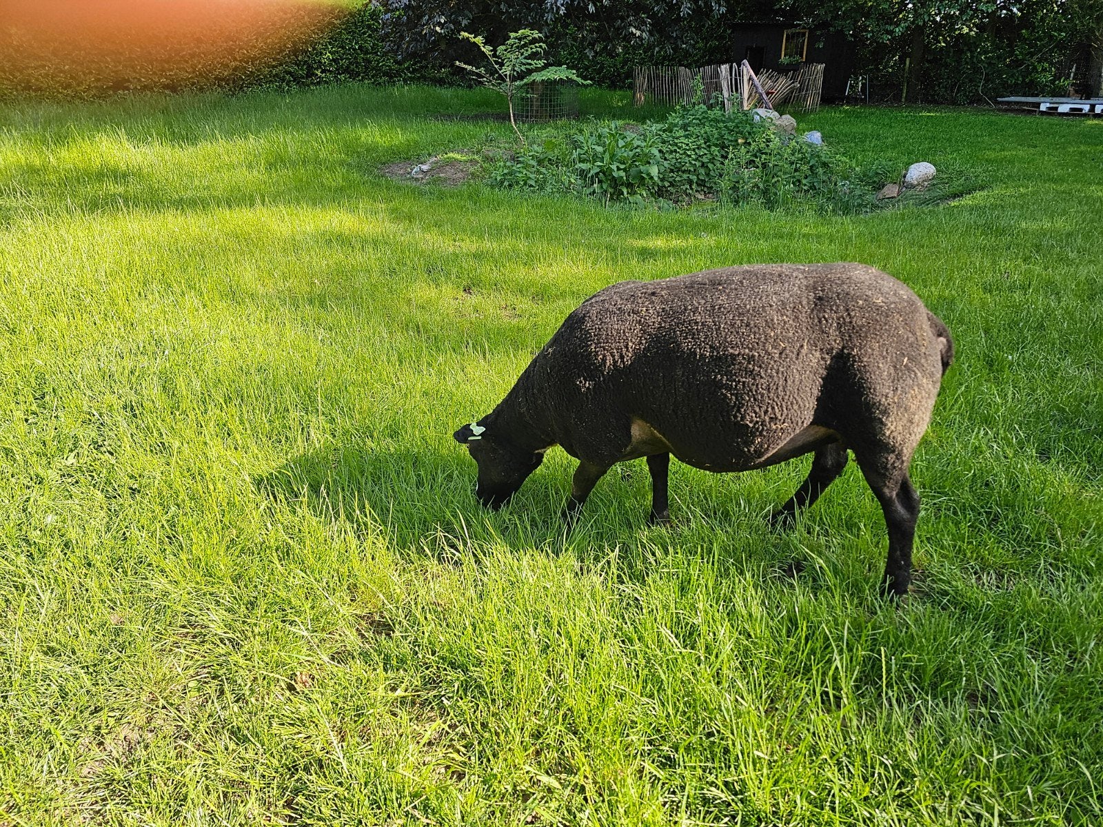 Aangeboden paar mooie goeduitziende makke schapen, Dieren en Toebehoren, Schapen, Geiten en Varkens, Meerdere dieren, Schaap