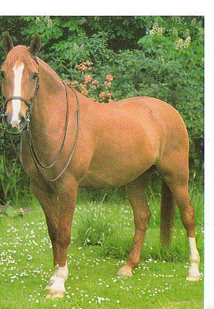 Ansichtkaart	Paard, Verzenden, 1960 tot 1980, Ongelopen, Paard