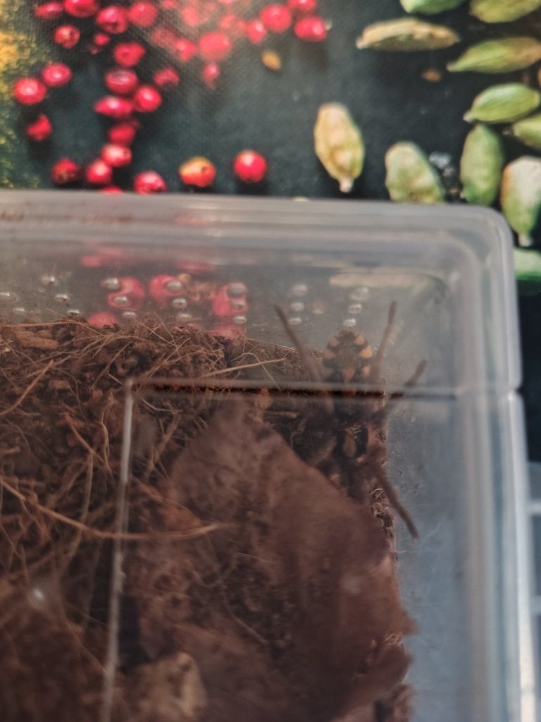 Te koop pumpkin patch tarantula sling 2,5 cm met verblijf, Dieren en Toebehoren, Spin of Schorpioen