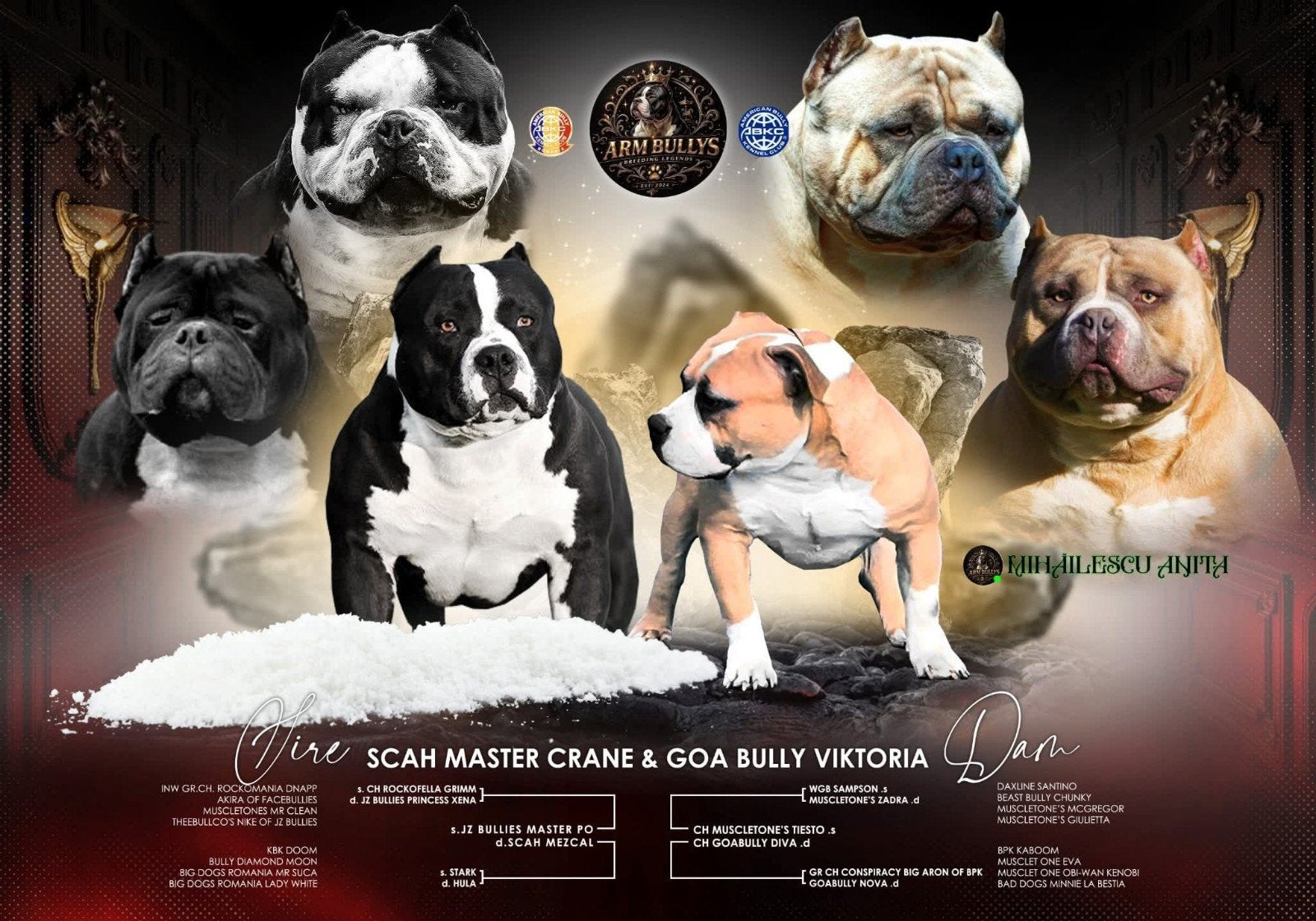 American bully pocket, 15 weken tot 1 jaar, Parvo, Eén hond, Nederland