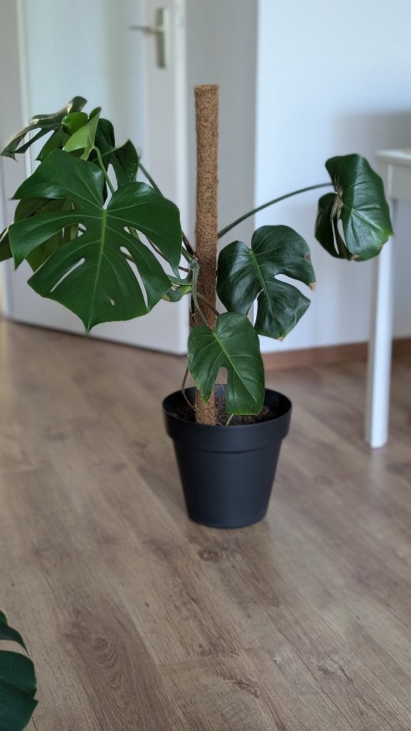 Plants, Ophalen, Halfschaduw, Minder dan 100 cm